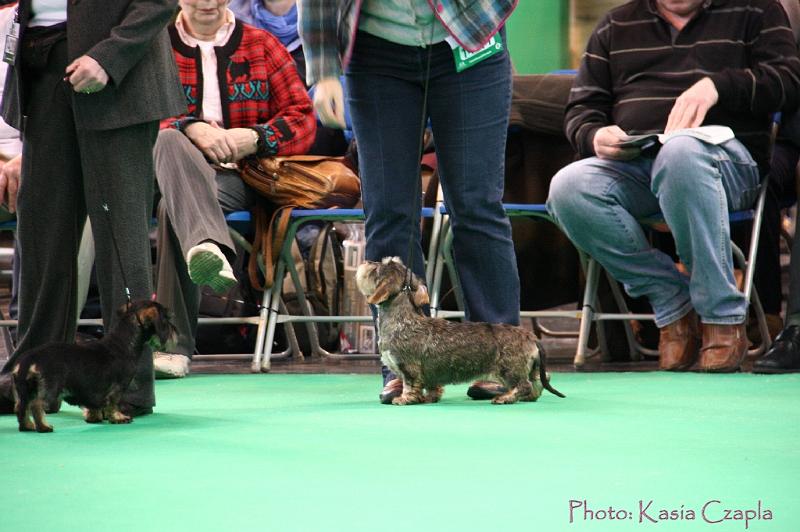 Crufts2011_2 1064.jpg